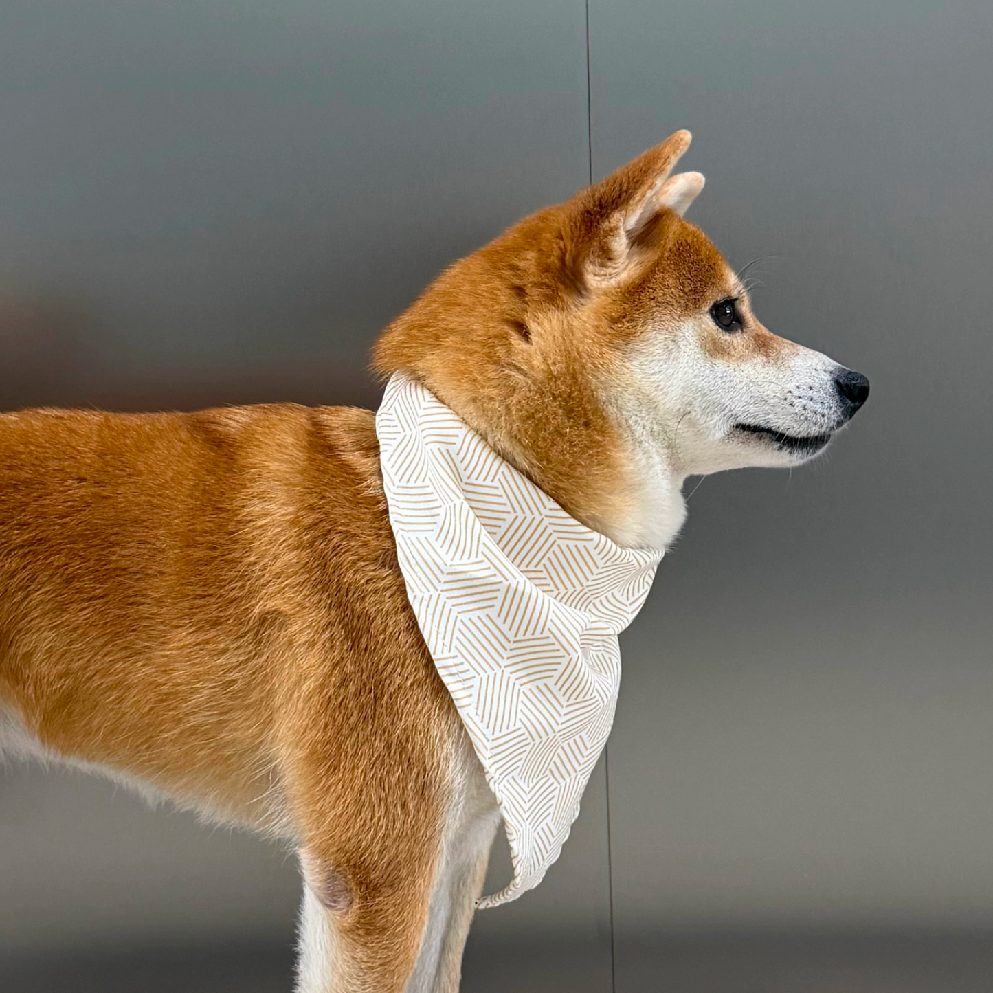 MOVA Pet Bib | Soft Adjustable Dog Bandana for Everyday Style