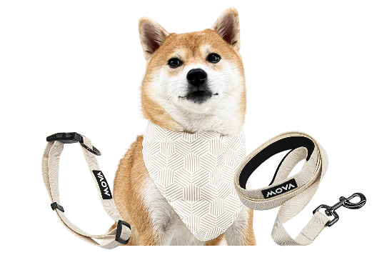 Pet accessories Set