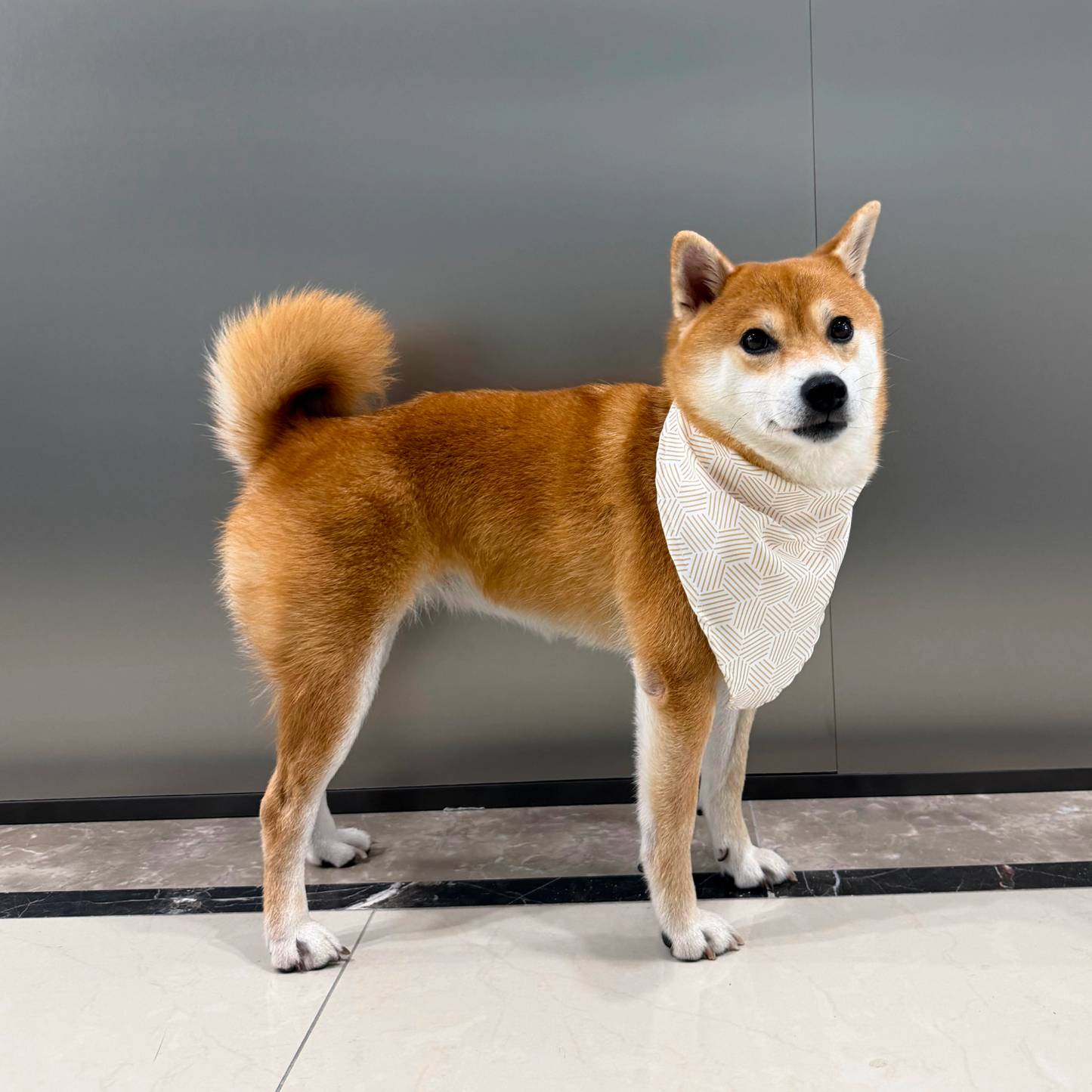 MOVA Pet Accessories Set: Bib, Leash & Adjustable Collar | MOVA US