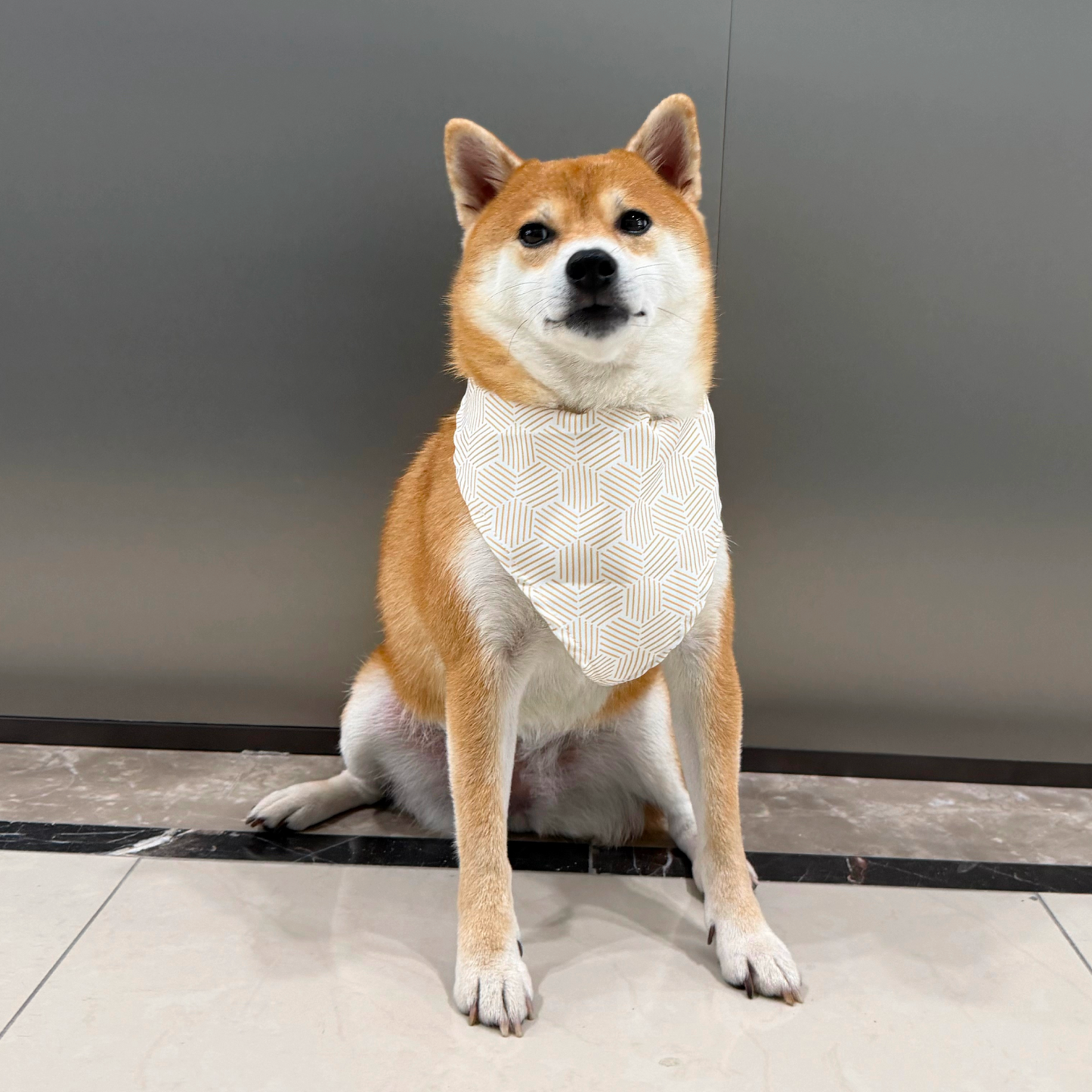 MOVA Pet Bib | Soft Adjustable Dog Bandana for Everyday Style