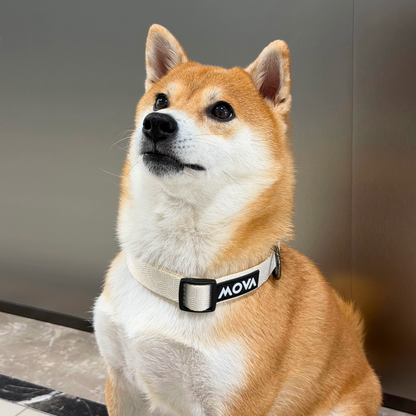 MOVA Pet Collar | Adjustable Stylish Dog Collar for Everyday Wear