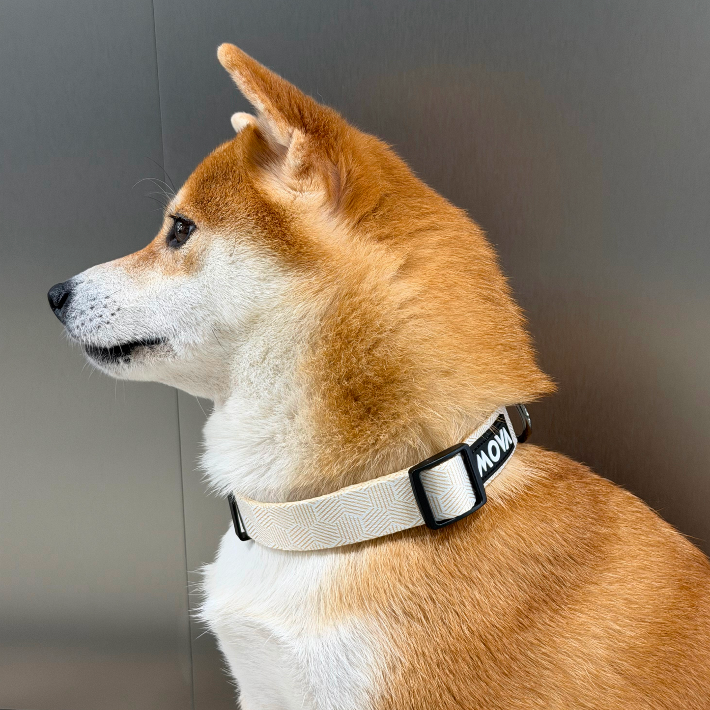MOVA Pet Collar | Adjustable Stylish Dog Collar for Everyday Wear