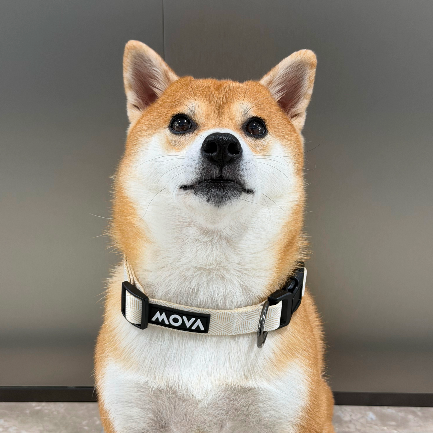 MOVA Pet Accessories Set: Bib, Leash & Adjustable Collar | MOVA US