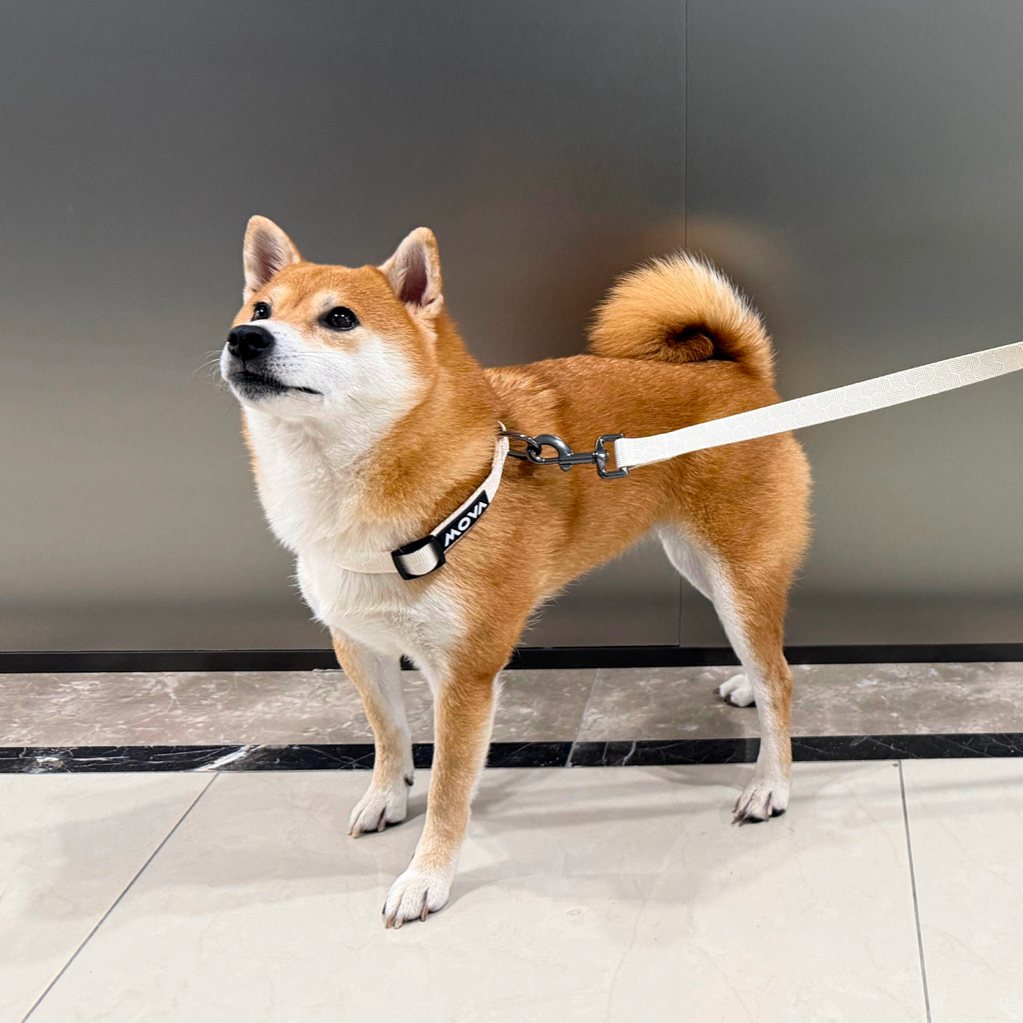 MOVA Pet Accessories Set: Bib, Leash & Adjustable Collar | MOVA US